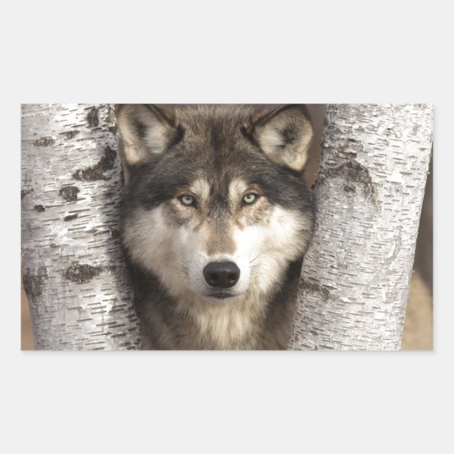 Timber wolf by Jim Zuckerman Rectangular Sticker (Front)