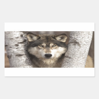 Timber wolf by Jim Zuckerman Rectangular Sticker