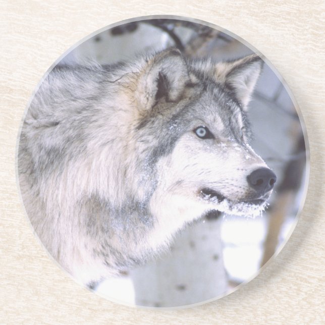 Timber Wolf, Canis lupus, Movie Animal Utah) Coaster (Front)