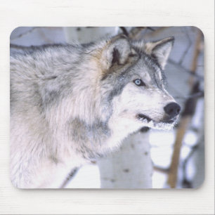 Timber Wolf, Canis lupus, Movie Animal Utah) Mouse Mat