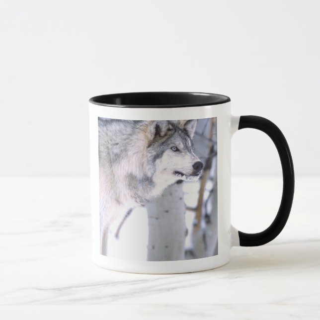 Timber Wolf, Canis lupus, Movie Animal Utah) Mug (Right)