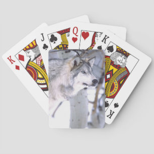 Timber Wolf, Canis lupus, Movie Animal Utah) Playing Cards