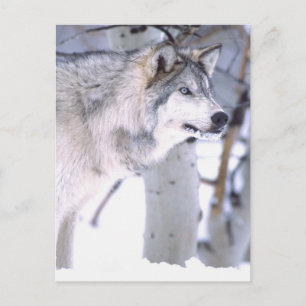 Timber Wolf, Canis lupus, Movie Animal Utah) Postcard