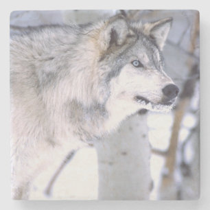 Timber Wolf, Canis lupus, Movie Animal Utah) Stone Coaster