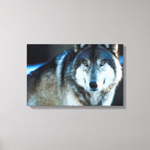 Timber wolf canvas print