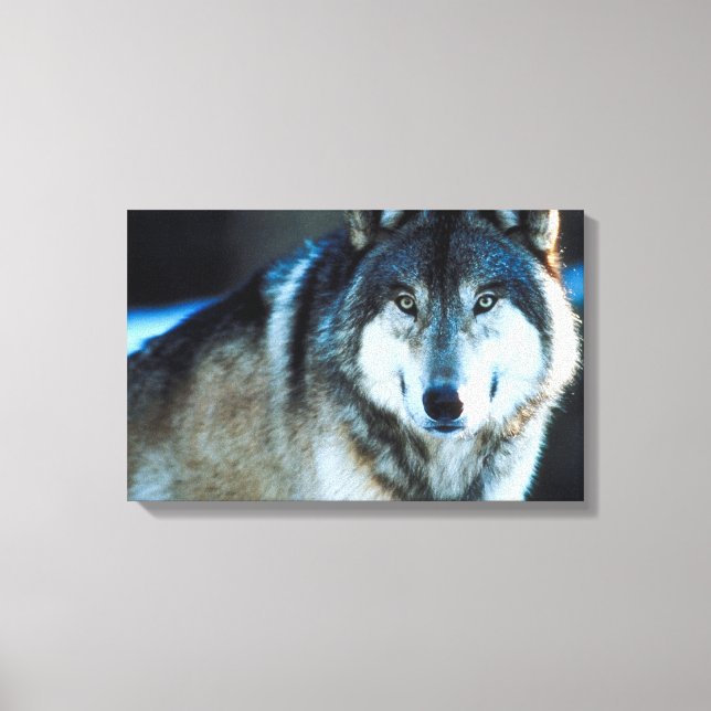 Timber wolf canvas print (Front)