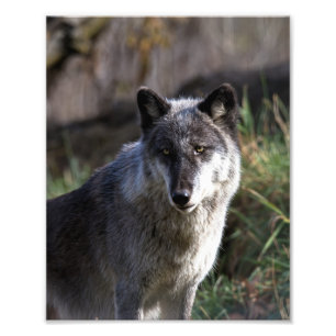 Timber Wolf - Close Up Photo Print