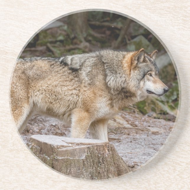 Timber Wolf  Coaster (Front)