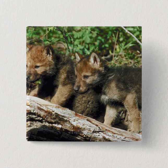 Timber wolf cubs 15 cm square badge (Front)