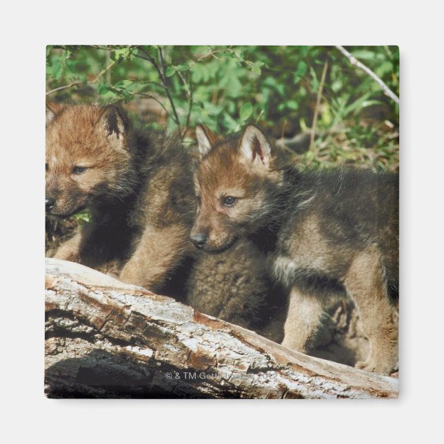 Timber wolf cubs magnet (Front)