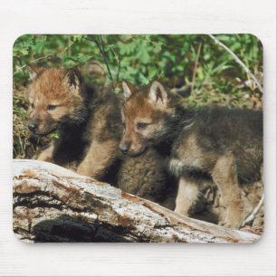 Timber wolf cubs mouse mat