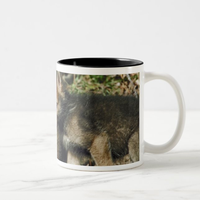 Timber wolf cubs Two-Tone coffee mug (Right)