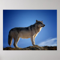 Timber Wolf in Montana - Big Sky Country