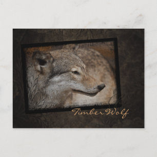 Timber Wolf Postcard