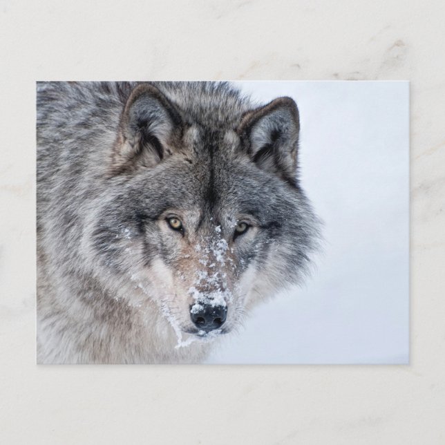 Timber Wolf Postcard (Front)