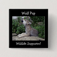Timber Wolf Pup Grey Wolf Wild Animal