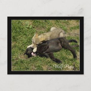 Timber Wolf Pups Wild Animal Postcards