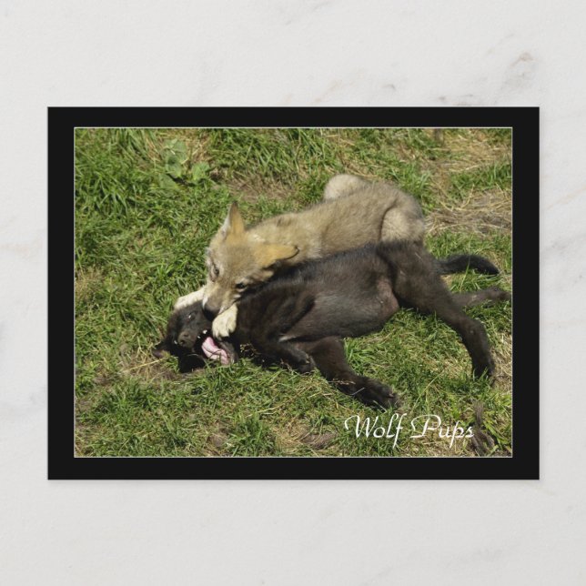 Timber Wolf Pups  Wild Animal Postcards (Front)