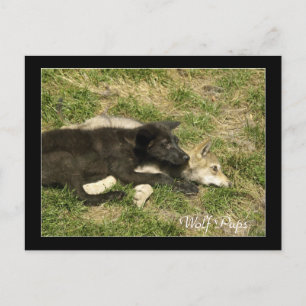 Timber Wolf Pups Wild Animal Postcards