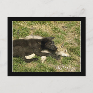 Timber Wolf Pups  Wild Animal Postcards