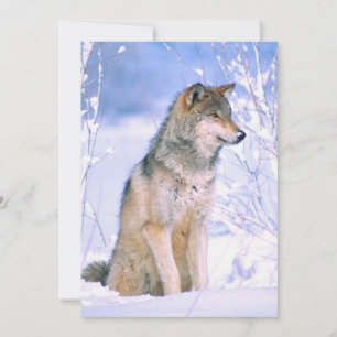 Timber Wolf Sitting in Snow Holiday Card