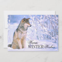 Timber Wolf Sitting in Snow