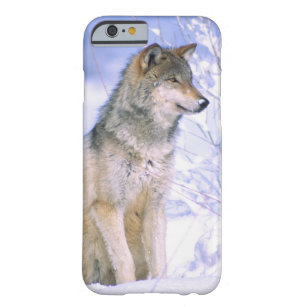 Timber Wolf sitting in the Snow, Canis lupus, Barely There iPhone 6 Case