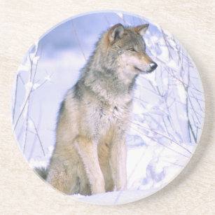 Timber Wolf sitting in the Snow, Canis lupus, Coaster