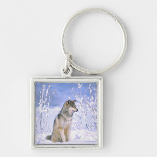 Timber Wolf sitting in the Snow, Canis lupus, Key Ring