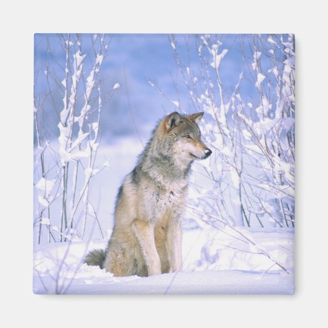 Timber Wolf sitting in the Snow, Canis lupus, Magnet (Front)