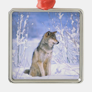 Timber Wolf sitting in the Snow, Canis lupus, Metal Tree Decoration