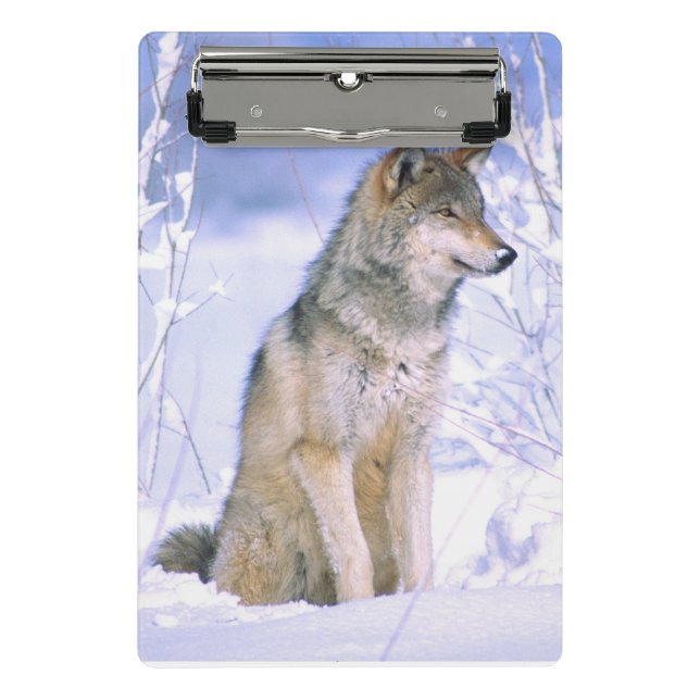 Timber Wolf sitting in the Snow, Canis lupus Mini Clipboard (Front)