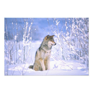 Timber Wolf sitting in the Snow, Canis lupus, Photo Print