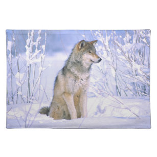 Timber Wolf sitting in the Snow, Canis lupus, Placemat