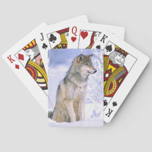 Timber Wolf sitting in the Snow, Canis lupus, Playing Cards