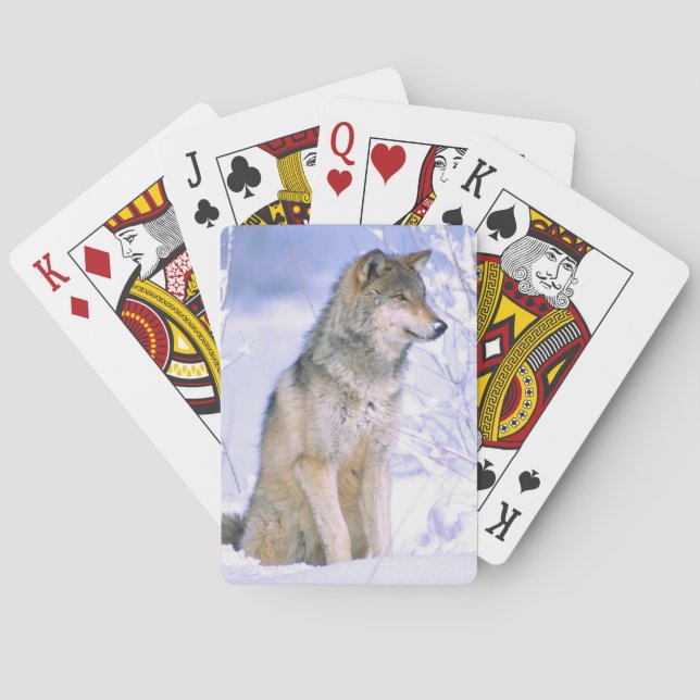 Timber Wolf sitting in the Snow, Canis lupus, Playing Cards (Back)