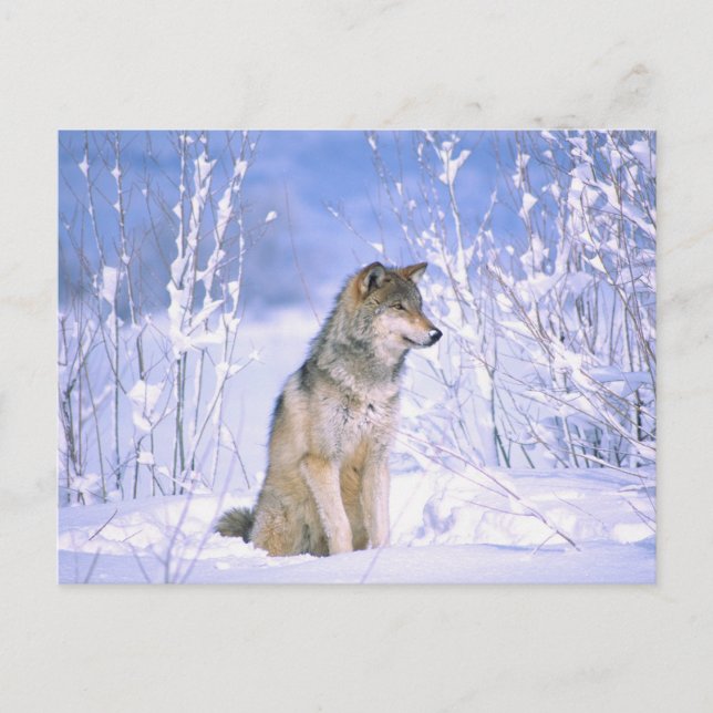 Timber Wolf sitting in the Snow, Canis lupus, Postcard (Front)
