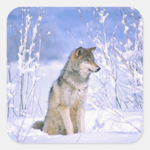 Timber Wolf sitting in the Snow, Canis lupus, Square Sticker