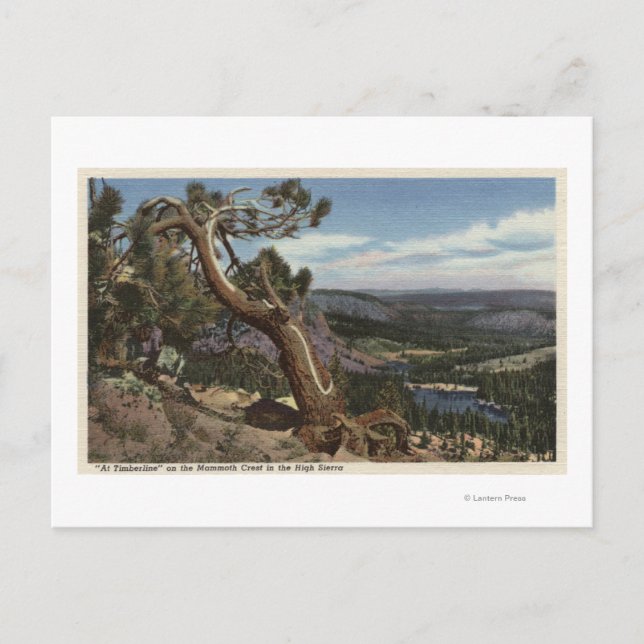 Timberline on the Mammoth Crest Postcard (Front)