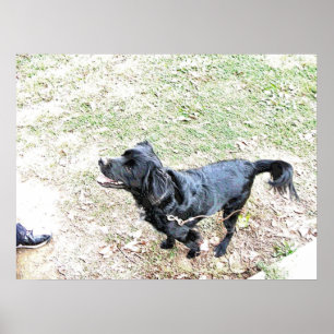 Time To Walk The Dog Poster
