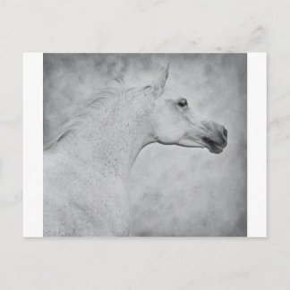 Timeless Beauty Postcard