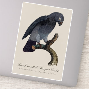 Timneh African Grey Parrot, Psittacus Timneh