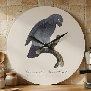 Timneh African Grey Parrot, Psittacus Timneh Large Clock