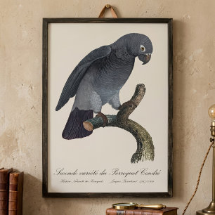 Timneh African Grey Parrot, Psittacus Timneh Photo Print