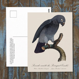 Timneh African Grey Parrot, Psittacus Timneh Postcard