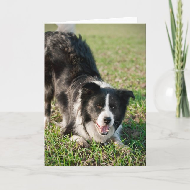 Tino the Border Collie, ready to play Card (Front)