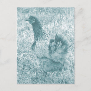 Tinted Hen Postcard