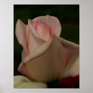 Tinted Rosebud Flower Poster