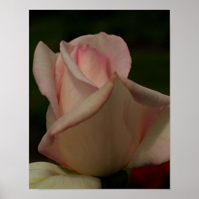 Tinted Rosebud Flower Poster (Front)