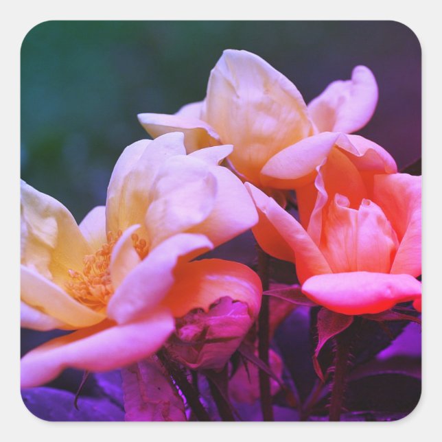 Tinted Rosebuds Floral Square Sticker (Front)